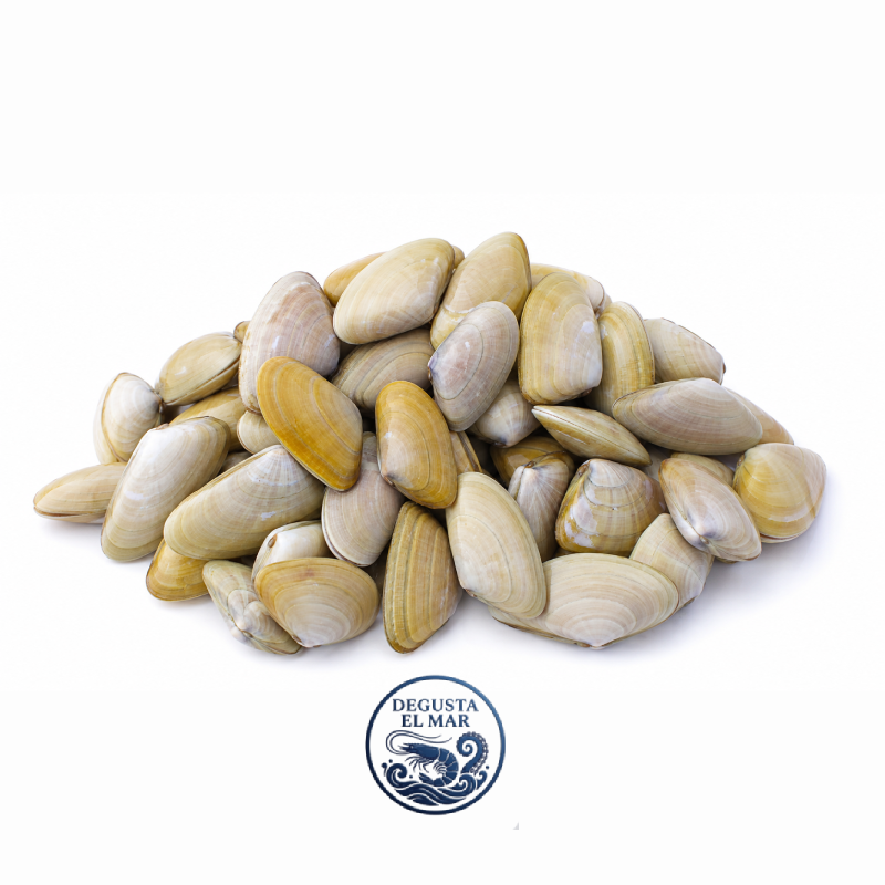 Coquina